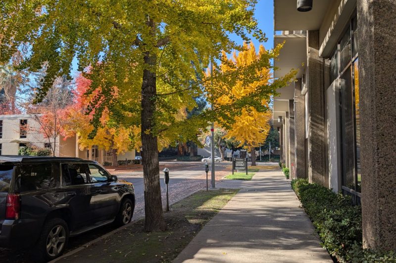 Home 10 A sunlit urban sidewalk lined with vibrant autumn trees and 1787677299